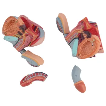 Vīriešu Reproduktīvās Sistēmas Modelis Vīriešu Reproduktīvo Orgānu Anatomijas Modelis, Uroloģija Urīnpūšļa Vīriešu Starpenē